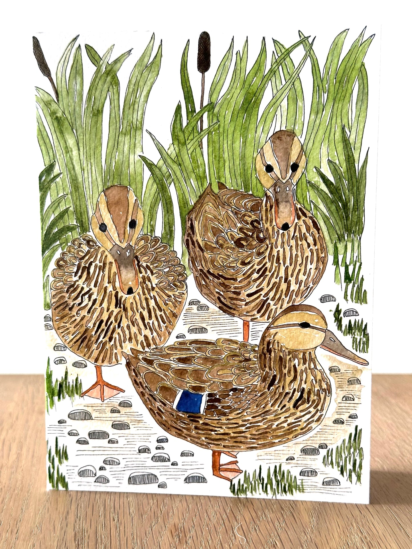 Greeting Cards - blank greeting card with female Mallard ducks