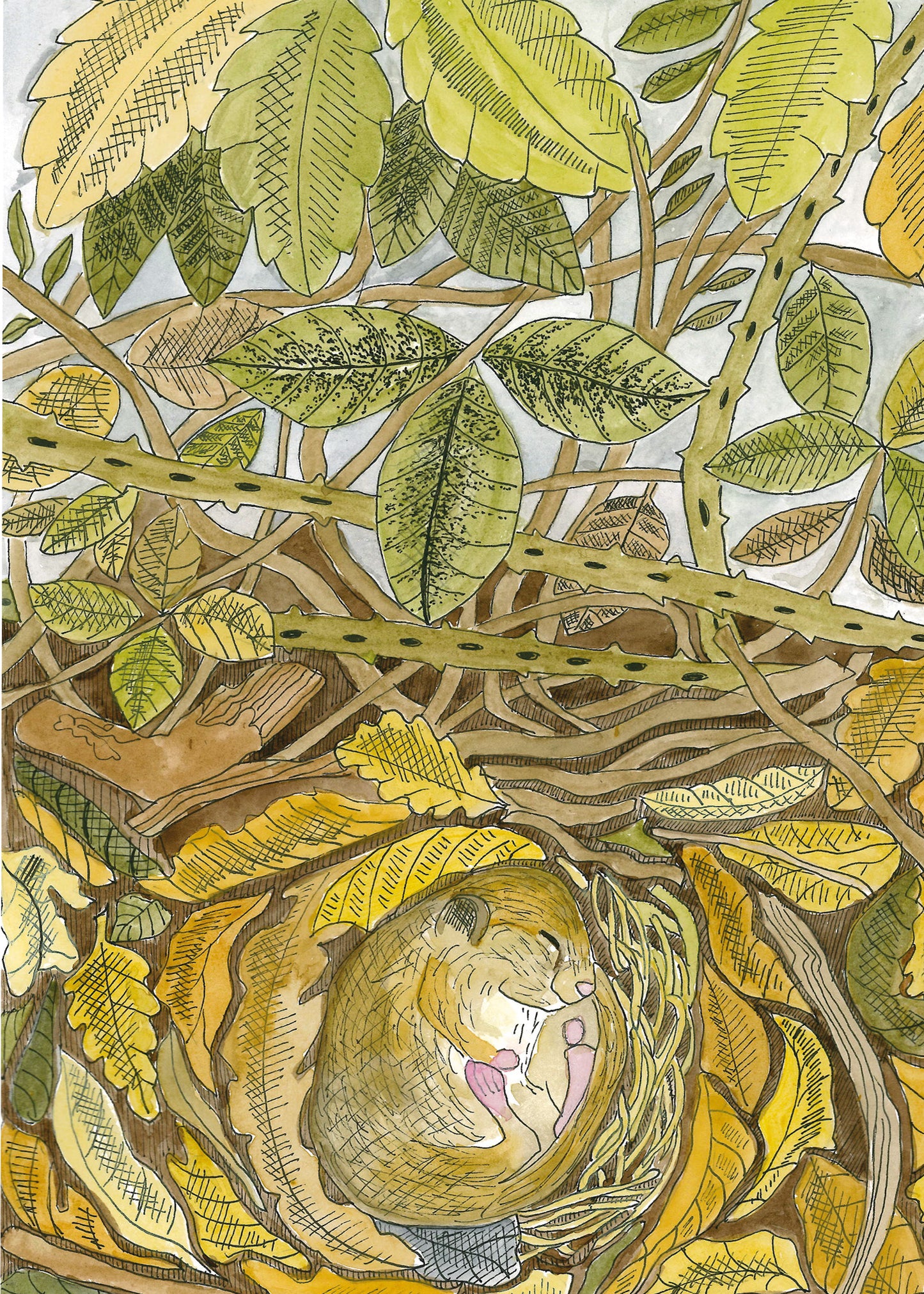 Greeting card - blank hibernating dormouse in autumnal colours